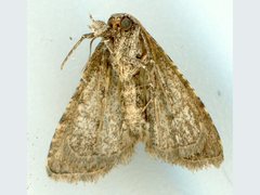 Stenopaltis