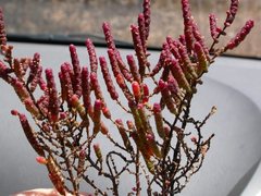 Tecticornia halocnemoides