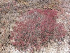 Tecticornia halocnemoides