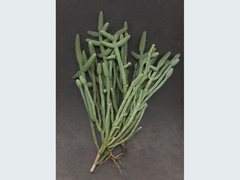 Tecticornia australasica