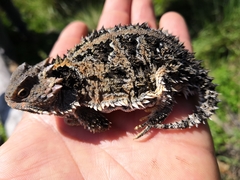 Phrynosoma orbiculare