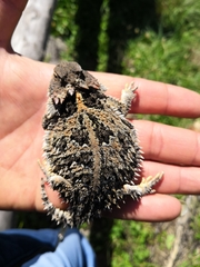 Phrynosoma orbiculare