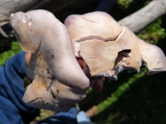 Basidiomycota