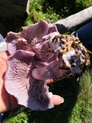 Basidiomycota