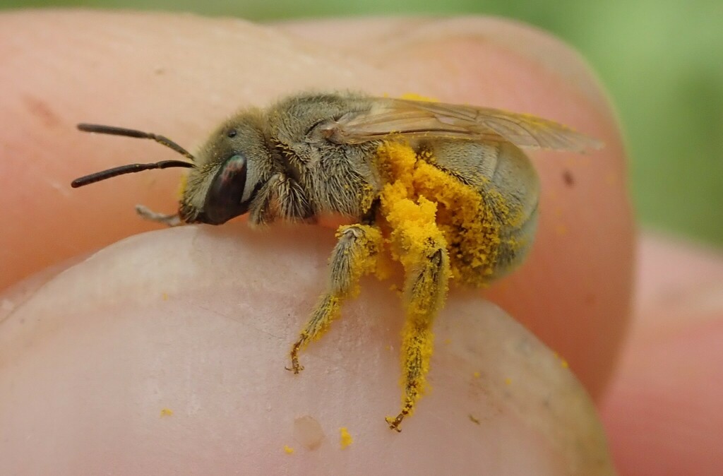 Mealy Metallic-Furrow bee