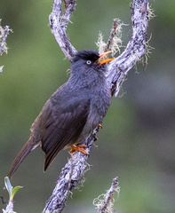 Reunion Bulbul photo 5