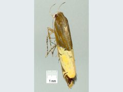 Labdia deliciosella