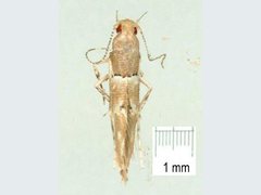 Pyroderces