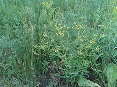 Bupleurum scorzonerifolium