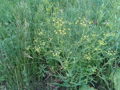 Bupleurum scorzonerifolium