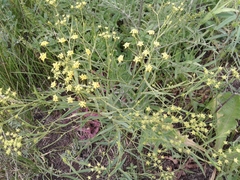 Bupleurum scorzonerifolium