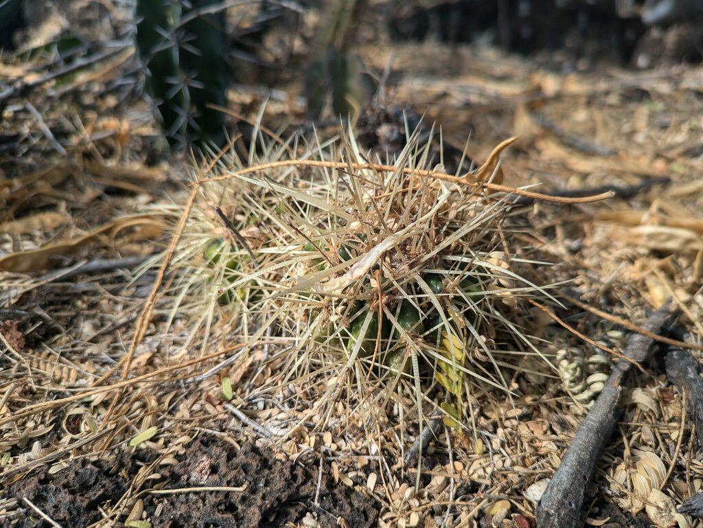 golden barrel cactus