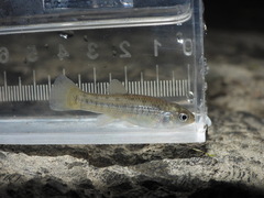 California Killifish photo 2