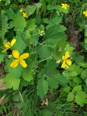 Chelidonium majus
