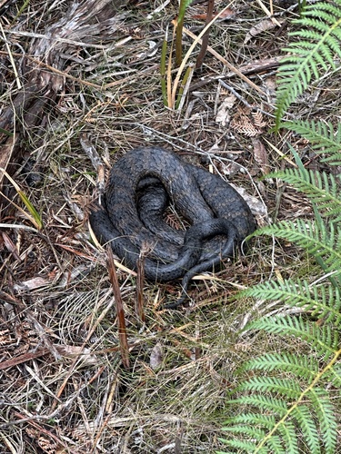 Tiger Snake sighting