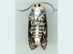 Cryptophasa delocentra