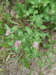 Trifolium pratense