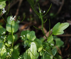 Cardamine scutata