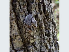 Catephia linteola