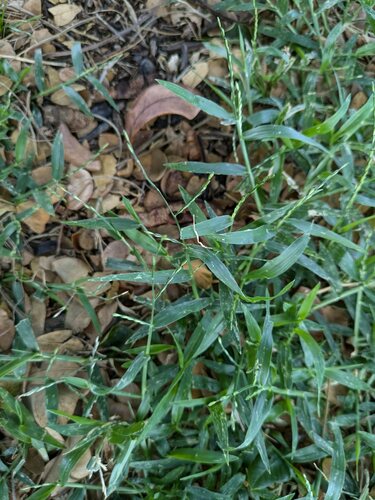 Urochloa distachyos, photograph 4