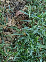 Urochloa distachyos, photograph Kevin Faccenda, CC BY, iNaturalist via GBIF