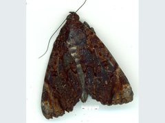 Catephia linteola