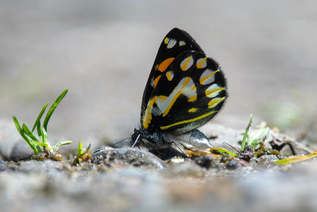 Delias eichhorni