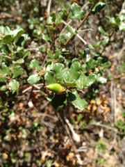 Quercus dumosa