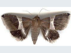 Dysgonia constricta