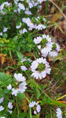 Image of White Fanflower (Scaevola albida) by no rights reserved