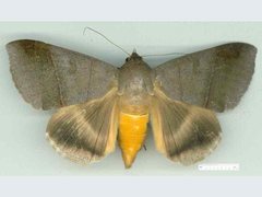 Ophiusa hituense