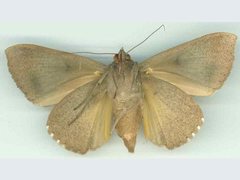 Ophiusa hituense