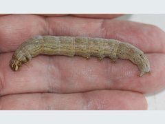 Ophiusa hituense