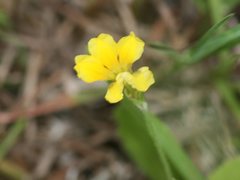 Goodenia pilosa