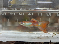Guppy photo 3