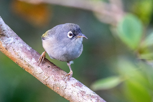 iNaturalist image