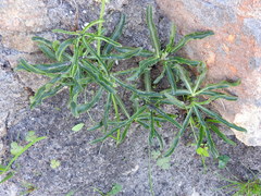 Lichtensteinia trifida trifida
