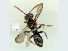 Nomada australensis