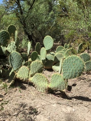Opuntia rastrera