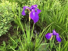 Iris laevigata