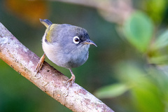 Mauritius Olive White-Eye photo 2