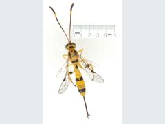 Labeninae