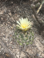 Coryphantha delicata