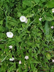 Convolvulus arvensis
