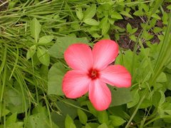 Abelmoschus moschatus