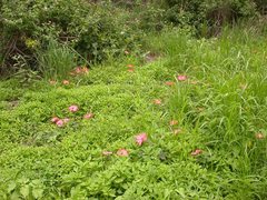 Abelmoschus moschatus