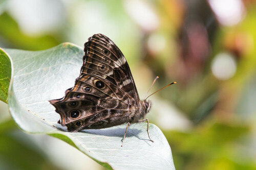 Sri Lanka treebrown