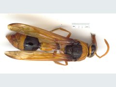 Delta latreillei