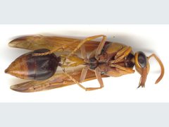 Delta latreillei