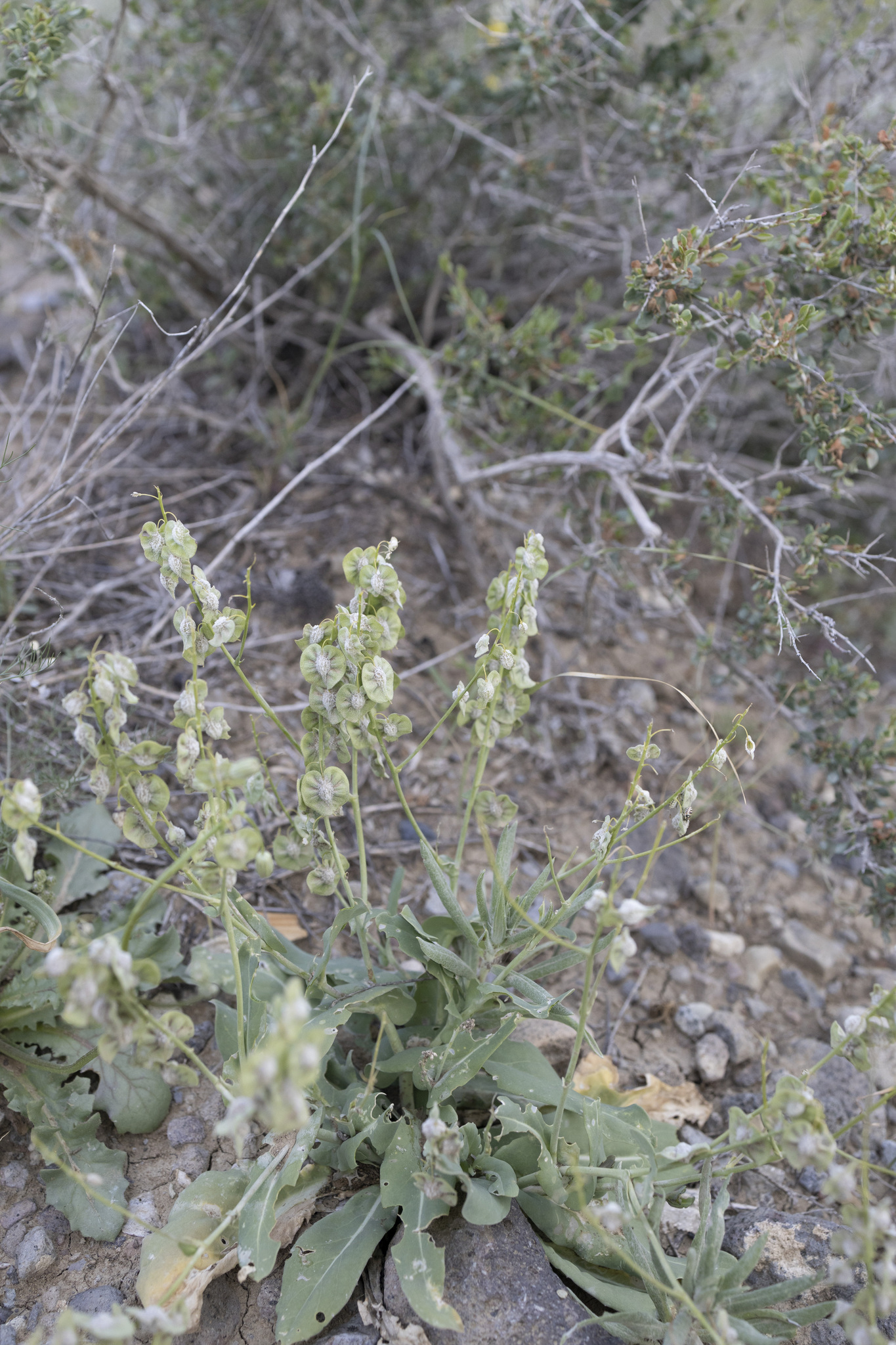 Isatis armena
